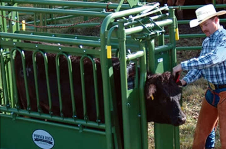 cattle chute